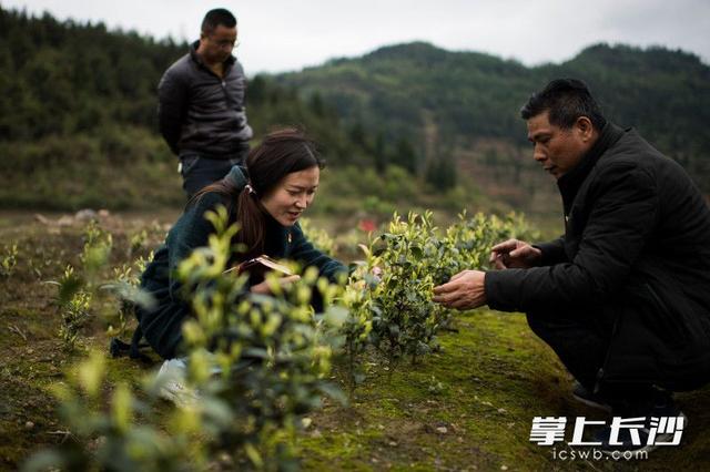 扶贫列传｜长沙女博士湘西龙山“种”蘑菇（视频）