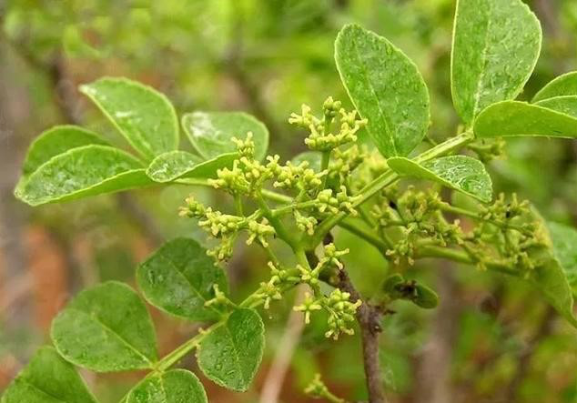 盆栽花椒树的种植方法