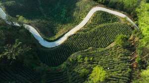 贵州种植茶叶(古茶起源在贵州丨望谟：茶界的“大熊猫”)
