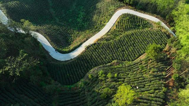 古茶起源在贵州丨望谟：茶界的“大熊猫”