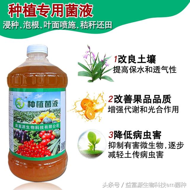 种植橙子树提高产量的技术方法