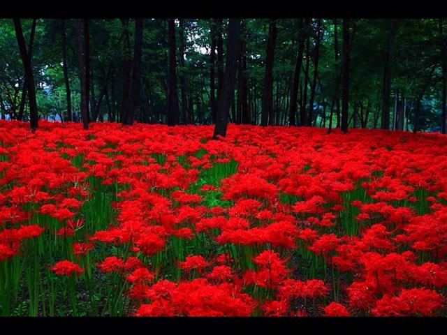 8种“小毒花”，叶子花朵含带有剧毒，很多人养了却不懂！