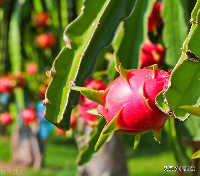 把控4个关键环节，火龙果“南果北种”一点儿也不难