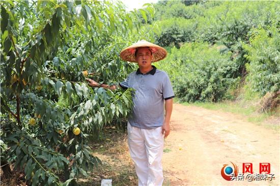 “你的黄桃我都要了！”湖南麻阳：一棵黄桃树，苗乡“致富果”