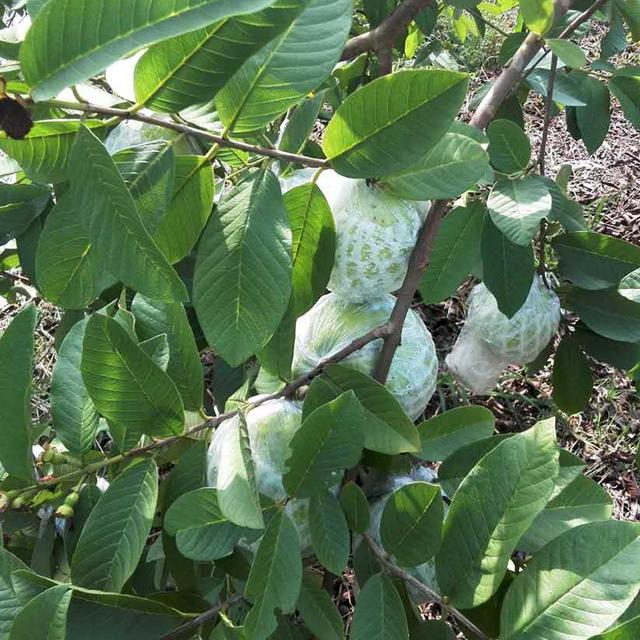 香甜可口的番石榴这样种植更高产，番石榴高产种植技术和管理要点