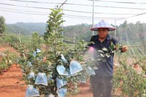 可以在北方种植的水果(江西广昌：驯化栽种苹果结出丰硕“致富果”)