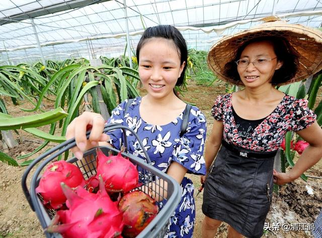 把控4个关键环节，火龙果“南果北种”一点儿也不难