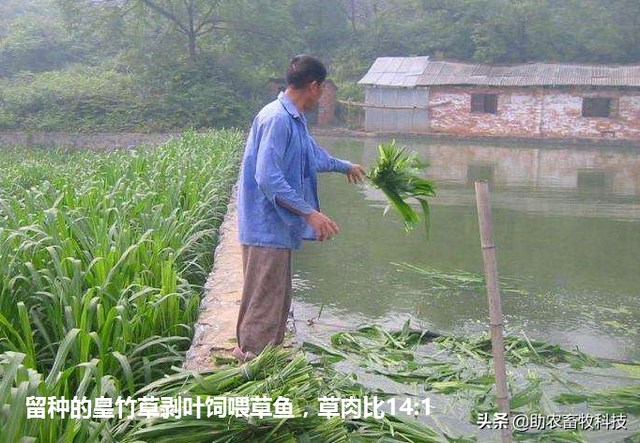 南方草鱼养殖种植什么牧草好？实用操作技术值得你收藏