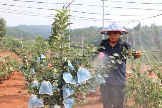 江西广昌：驯化栽种苹果结出丰硕“致富果”