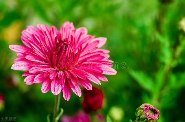 河南花友反季节种菊花，原以为白花钱，听她介绍发现“真香”