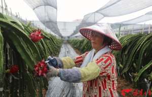 红心火龙果种植基地(南靖县河墘村：红心火龙果喜获丰收)