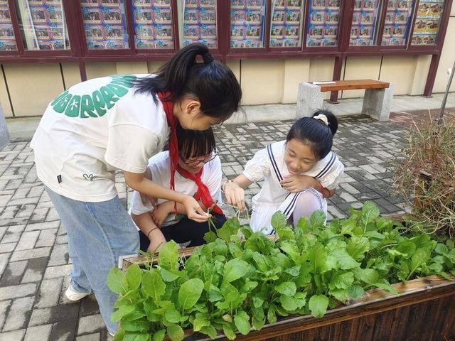 收白菜啦！高新区第二实验小学种植箱喜迎丰收