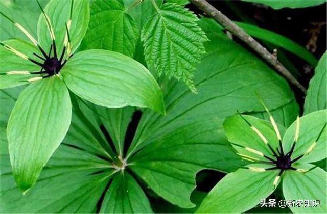 重楼栽培技术详解，想种植或者已种植的农户，可多参考参考