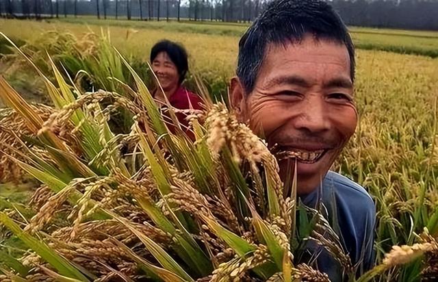 粮食补助计划出台了，农民获得了前所未有的补贴，有多少？