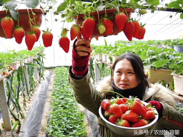 太详细了！看过之后 新手也能轻松搞定草莓种植！