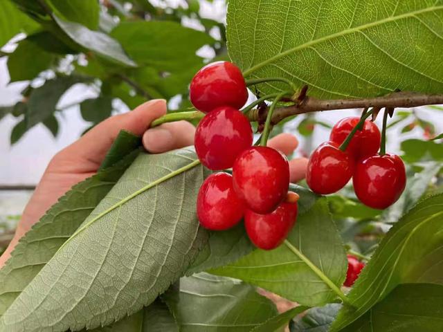 樱桃树苗的种植方法及管理方式