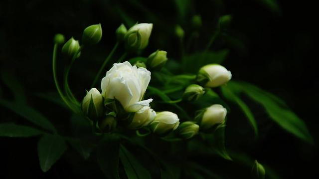 教你栽培繁殖木香花，这些全是重点！