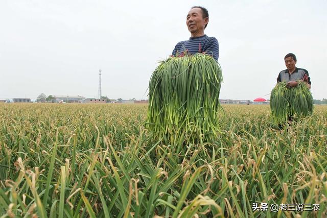 大蒜什么时候播种最好？什么蒜头和蒜薹产量最高？为啥有独头蒜