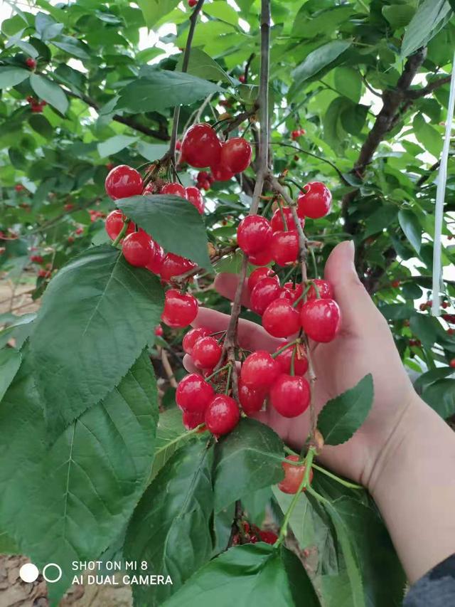 樱桃树苗的种植方法及管理方式