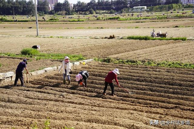 种植萝卜、胡萝卜和白菜，起垄和平地哪个好？原来一直都做错了