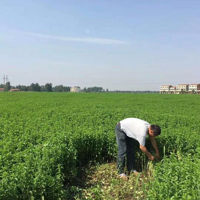 一线直击：薄荷产新 丰收在即