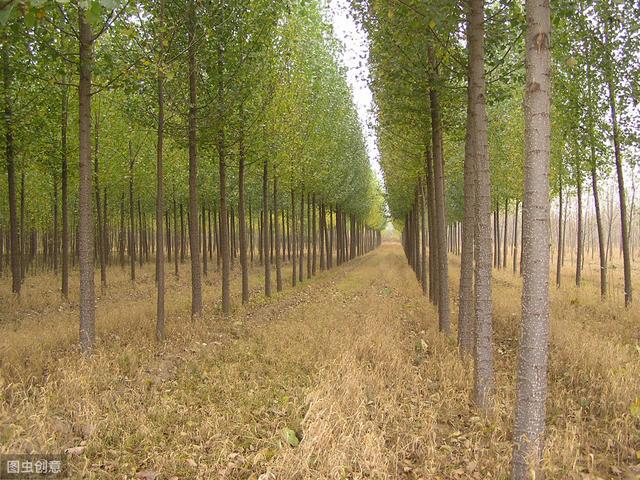 杨树种植栽培技术及病虫害防治措施，促进杨树更好更快的健康生长