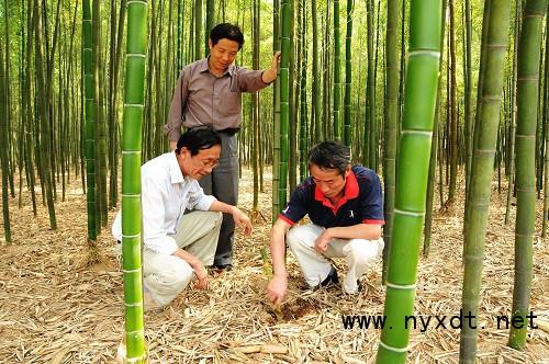 农业技术：雷竹覆盖早出笋栽培管理技术