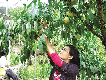 早熟水蜜桃怎样栽培好？掌握4项技术措施，获得高产称道丰收园