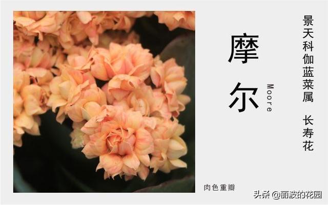 摩尔长寿花，花开肉色花朵重瓣，花开到6月花期长个别花朵带红丝