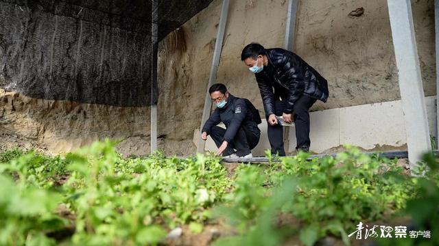 南京特色蔬菜菊花脑在西宁湟源试种成功