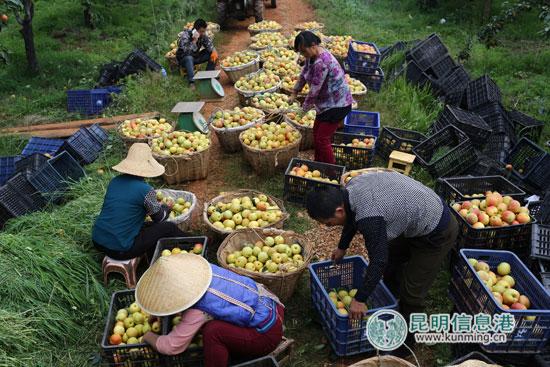 八街6800亩红梨“红脸” 邀游客去采摘