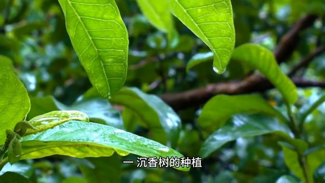 沉香种植及功效科普#抖音助农