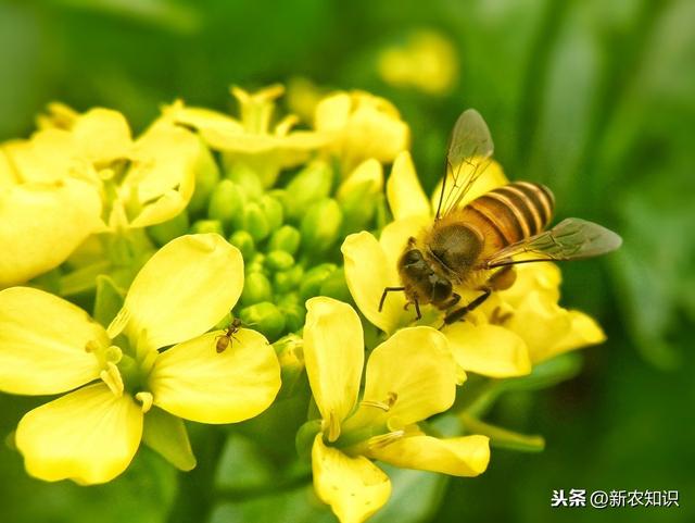 油菜种植，这六个要点，种植户们一定要知道！不妨来看看