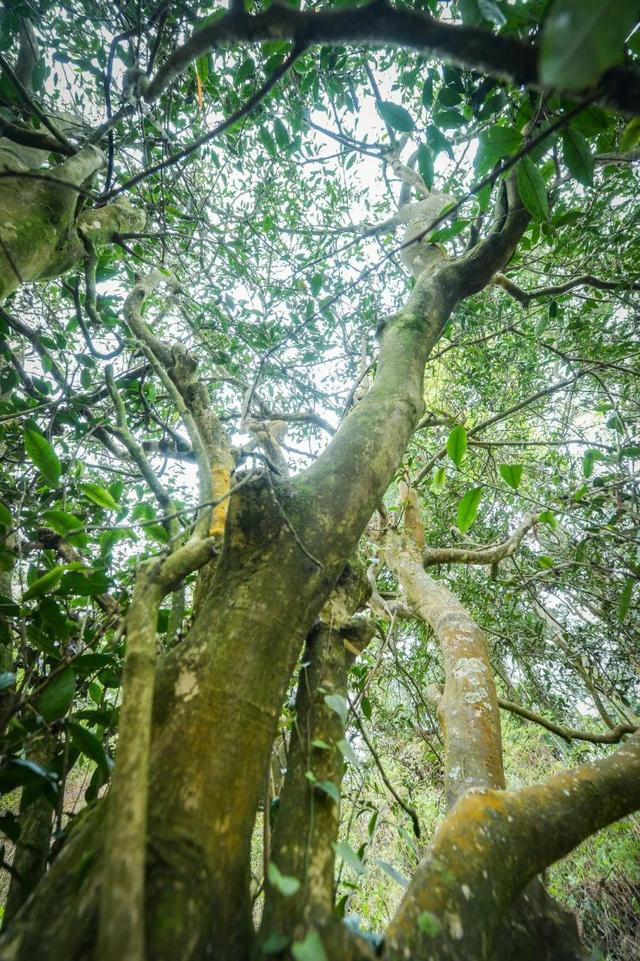 古茶起源在贵州丨望谟：茶界的“大熊猫”