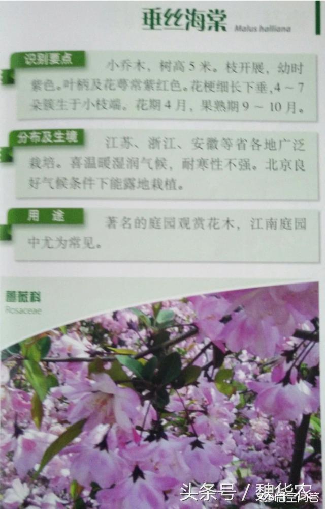 华北地区京津冀庭院可以种植的果树，园林树木有哪些景观如何搭配