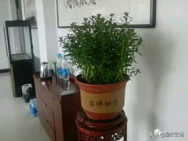 【星农科技】保健蔬菜救心菜的市场前景和种植效益