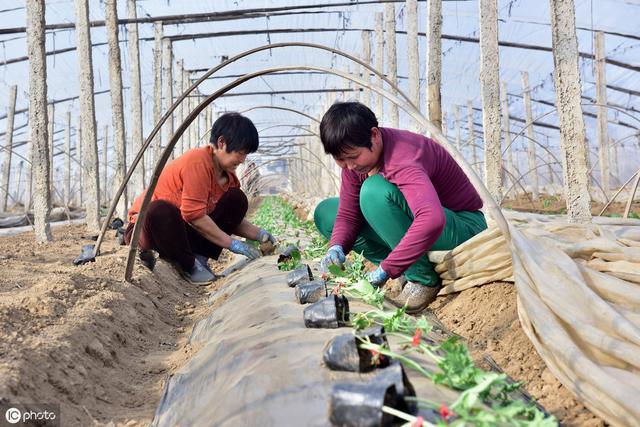 西瓜的种植要做到“五要四不要”，种植户需掌握技巧