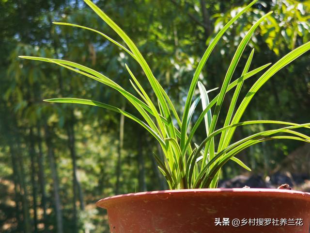 春兰蕙兰秋季施肥有禁忌吗？新手记住这三条，来年花多苗壮不再难