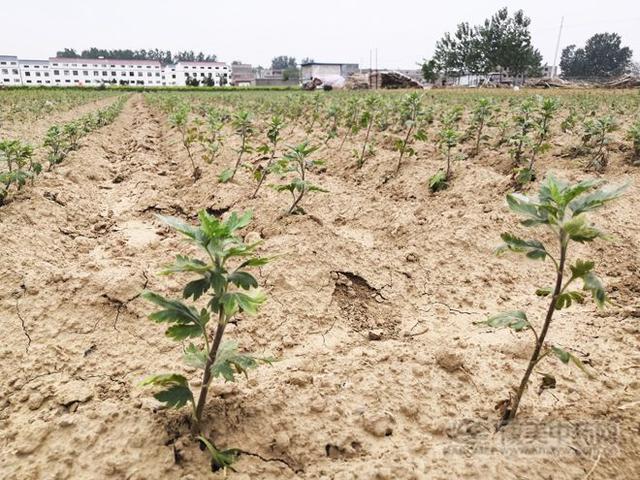 安徽亳州：菊花种植正当时