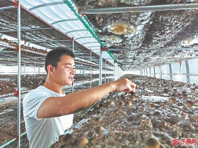 泰宁草菇：种在“空调房”一年四季都能长