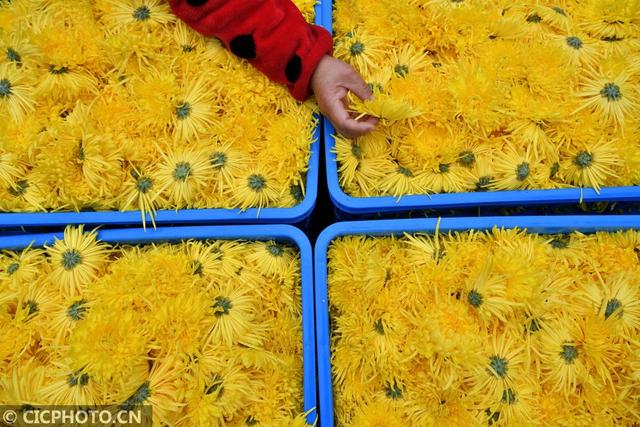 湖北保康：菊花种植助农增收