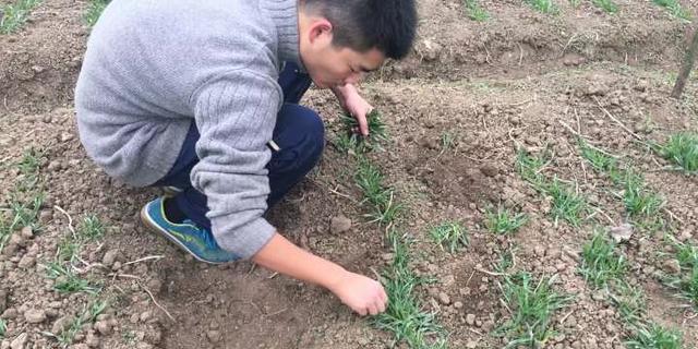 冬大麦田间种植管理技术