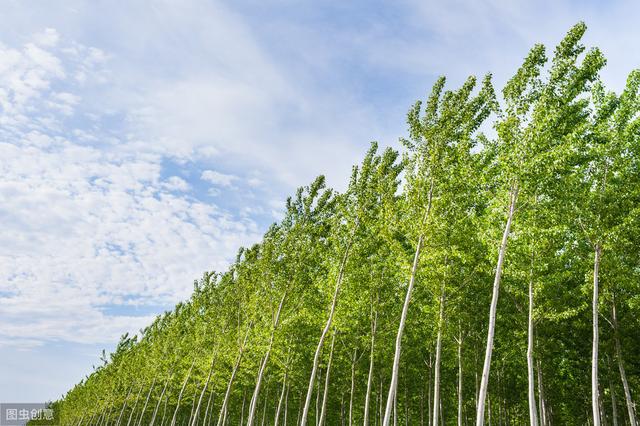 杨树种植栽培技术及病虫害防治措施，促进杨树更好更快的健康生长