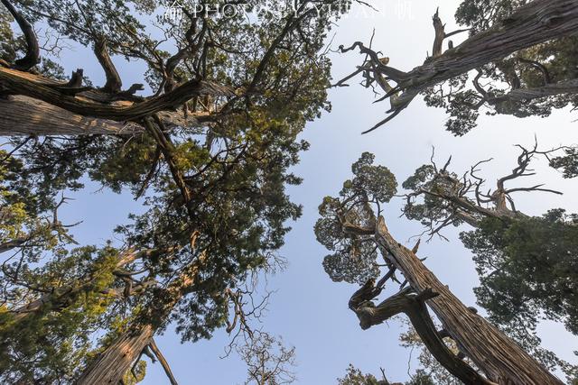 山东有一棵孔子亲手种植的古桧，历经2400年风雨，如今却依然挺拔