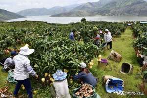 芒果树什么时候种植(种植芒果，选种、定植、修剪这3大技术太重要了很多果农不懂)