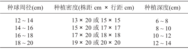 河北切花百合设施栽培技术