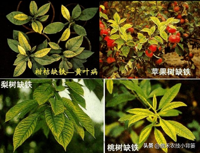 植物生长过程中出现这样不良表现，及时补充微肥就能解决了