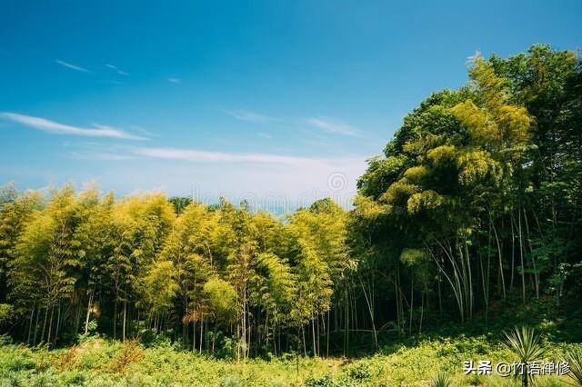 庭院里竹子移栽繁殖的方法