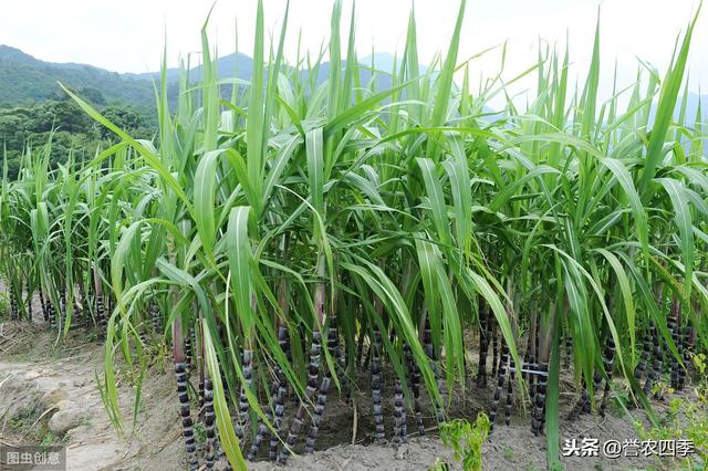 甘蔗栽培技术，种植方法教给大家，想要学习的别错过哟