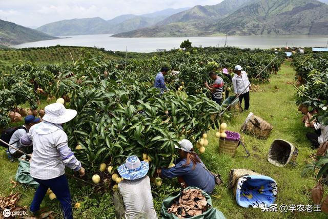 种植芒果，选种、定植、修剪这3大技术太重要了！很多果农不懂